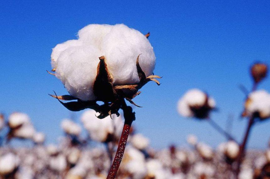 現已進入高質量發展階段的尼龍PA6行業